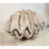 ENORME TRIDACNA GIGAS NATURALE CONCHIGLIA GIGANTE 200 KG FOSSILE SHELL 89x62x60