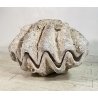 ENORME TRIDACNA GIGAS NATURALE CONCHIGLIA GIGANTE 200 KG FOSSILE SHELL 89x62x60