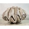 ENORME TRIDACNA GIGAS NATURALE CONCHIGLIA GIGANTE 200 KG FOSSILE SHELL 89x62x60