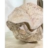 ENORME TRIDACNA GIGAS NATURALE CONCHIGLIA GIGANTE 200 KG FOSSILE SHELL 89x62x60