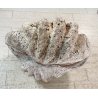 ENORME TRIDACNA GIGAS NATURALE CONCHIGLIA GIGANTE 200 KG FOSSILE SHELL 89x62x60