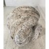 ENORME TRIDACNA GIGAS NATURALE CONCHIGLIA GIGANTE 200 KG FOSSILE SHELL 89x62x60