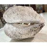 ENORME TRIDACNA GIGAS NATURALE CONCHIGLIA GIGANTE 200 KG FOSSILE SHELL 89x62x60