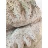 ENORME TRIDACNA GIGAS NATURALE CONCHIGLIA GIGANTE 200 KG FOSSILE SHELL 89x62x60