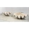 ENORME TRIDACNA GIGAS NATURALE CONCHIGLIA GIGANTE 200 KG FOSSILE SHELL 89x62x60
