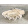 ENORME TRIDACNA GIGAS NATURALE CONCHIGLIA GIGANTE 200 KG FOSSILE SHELL 89x62x60