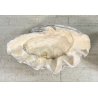 ENORME TRIDACNA GIGAS NATURALE CONCHIGLIA GIGANTE 200 KG FOSSILE SHELL 89x62x60