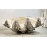 ENORME TRIDACNA GIGAS NATURALE CONCHIGLIA GIGANTE 200 KG FOSSILE SHELL 89x62x60