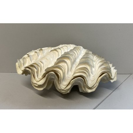 RARA CONCHIGLIA TRIDACNA NATURALE FOSSILE SHELL
