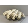 RARA CONCHIGLIA TRIDACNA NATURALE FOSSILE SHELL