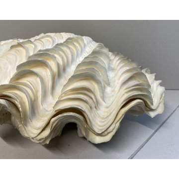 RARA CONCHIGLIA TRIDACNA NATURALE FOSSILE SHELL