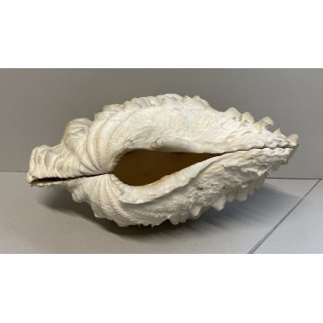 RARA CONCHIGLIA TRIDACNA NATURALE FOSSILE SHELL