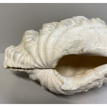 RARA CONCHIGLIA TRIDACNA NATURALE FOSSILE SHELL