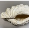 RARA CONCHIGLIA TRIDACNA NATURALE FOSSILE SHELL