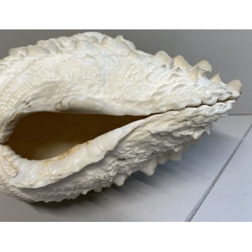 RARA CONCHIGLIA TRIDACNA NATURALE FOSSILE SHELL
