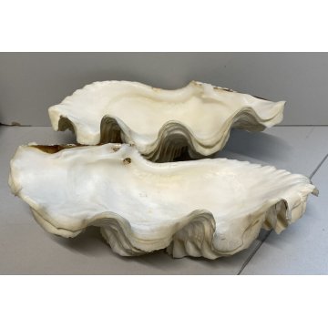 RARA CONCHIGLIA TRIDACNA NATURALE FOSSILE SHELL