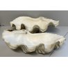 RARA CONCHIGLIA TRIDACNA NATURALE FOSSILE SHELL