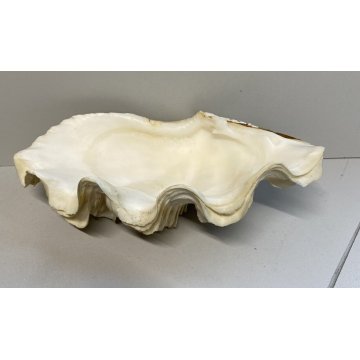 RARA CONCHIGLIA TRIDACNA NATURALE FOSSILE SHELL