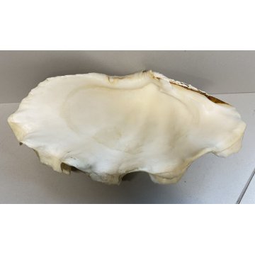 RARA CONCHIGLIA TRIDACNA NATURALE FOSSILE SHELL
