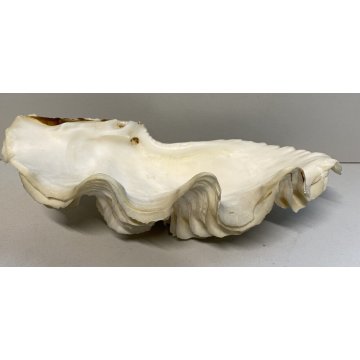 RARA CONCHIGLIA TRIDACNA NATURALE FOSSILE SHELL