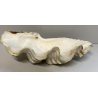 RARA CONCHIGLIA TRIDACNA NATURALE FOSSILE SHELL