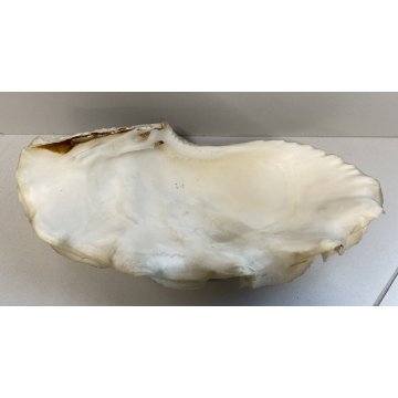 RARA CONCHIGLIA TRIDACNA NATURALE FOSSILE SHELL
