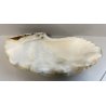 RARA CONCHIGLIA TRIDACNA NATURALE FOSSILE SHELL