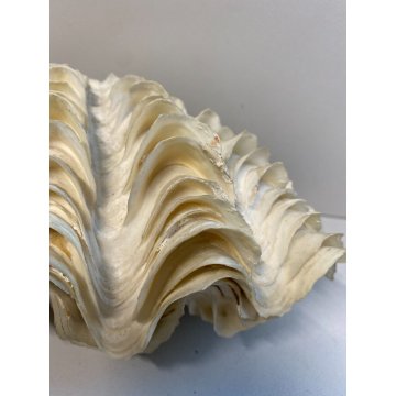 RARA CONCHIGLIA TRIDACNA NATURALE FOSSILE SHELL