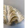 RARA CONCHIGLIA TRIDACNA NATURALE FOSSILE SHELL