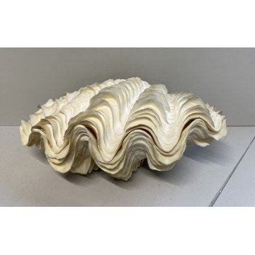 RARA CONCHIGLIA TRIDACNA NATURALE FOSSILE SHELL