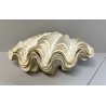 RARA CONCHIGLIA TRIDACNA NATURALE FOSSILE SHELL
