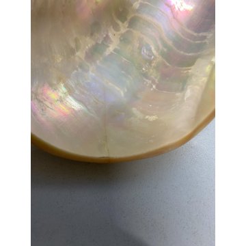 CIOTOLA ANTIPASTIERA CONCHIGLIA ARGENTO 923 Kohler & Schaefer SHELL MADREPERLA