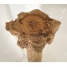 ANTICA GRANDE COLONNA LEGNO PIOPPO DORATO PILASTRO 1700 CAPITELLO CHIESA EPOCA