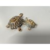 COPPIA TARTARUGHE PORCELLANA Wade FIGURINE ENGLAND TORTOISE TURTLE VINTAGE '900
