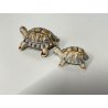 COPPIA TARTARUGHE PORCELLANA Wade FIGURINE ENGLAND TORTOISE TURTLE VINTAGE '900