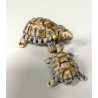 COPPIA TARTARUGHE PORCELLANA Wade FIGURINE ENGLAND TORTOISE TURTLE VINTAGE '900