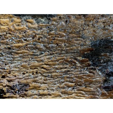 ANTICA CHIAVE CARRO SICILIANO FREGIO LEGNO SCOLPITO BASSORILIEVO POLICROMO '900