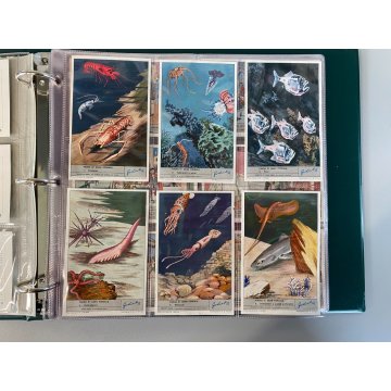 ALBUM FIGURINE Liebig 14 SERIE RACCOGLITORE ANELLI+10 PAG NUOVE VUOTE '61/64 ITA