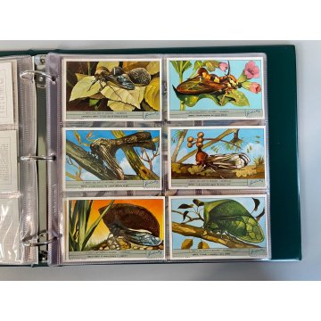 ALBUM FIGURINE Liebig 14 SERIE RACCOGLITORE ANELLI+10 PAG NUOVE VUOTE '61/64 ITA