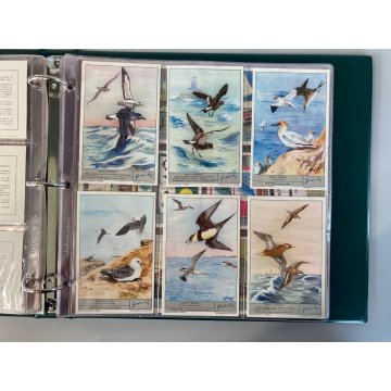 ALBUM FIGURINE Liebig 14 SERIE RACCOGLITORE ANELLI+10 PAG NUOVE VUOTE '61/64 ITA