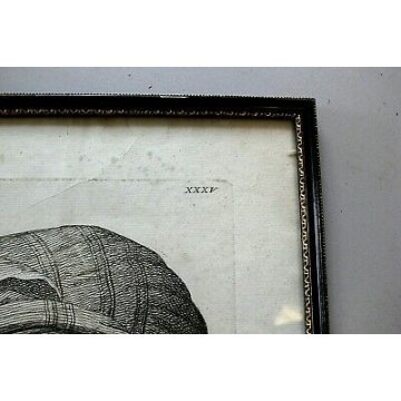 QUADRO ANTICA STAMPA da INCISIONE 1760 P.Fidanza TESTA GIOVANE DONNA RAFFAELLO