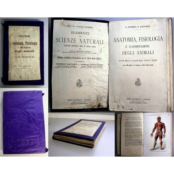 ANTICO LIBRO ANATOMIA FISIOLOGIA DEGLI ANIMALI Schmell Raffaele 1 CLASSE '900