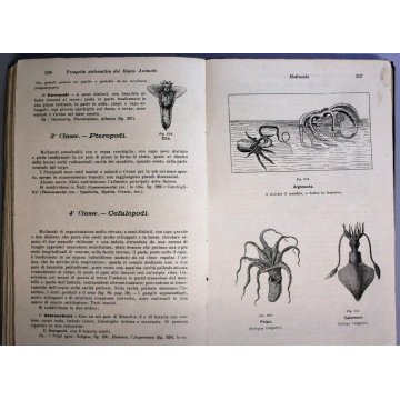 ANTICO LIBRO ANATOMIA FISIOLOGIA DEGLI ANIMALI Schmell Raffaele 1 CLASSE '900