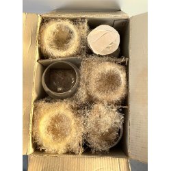 SET 6 CALICI CRISTALLO Arnolfo di Cambio DESIGN Sergio Asti "Perbere" 14,5 cm/h