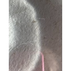 PIATTO CRISTALLO "Honfleur" GERANIUM LEAF Lalique  FRANCE CLEAR CRYSTAL ø27,5cm