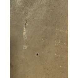 ANTICO QUADRO DIPINTO olio tela EPOCA 1800 RITRATTO FEMMINILE NOBILDONNA SPILLA