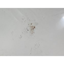 GRANDE PIATTO VETRO MURANO MURRINA LATTIMIO SPIRALE ROSA GRIGIO ø 64 x 21,5 cm/h