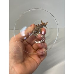 CALICE TIPETTO VETRO MURANO VENEZIANO LAVORATO DECORO DRAGHI SFERE ORO META '900