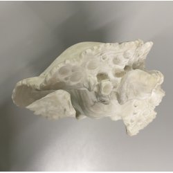 ANTICA SCULTURA BUSTO FEMMINILE A. Cipriani GIOVANE DONNA MARMO BIANCO '900