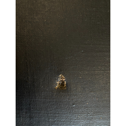 ANTICO DIPINTO OLIO TELA RITRATTO MASCHILE NOBILUOMO SIGNORE EPOCA '800